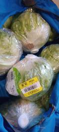 Iceberg kettuce x 20