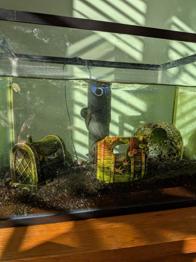 Free small fish tank, 2 fish, filter, tank decorations