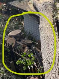 *** Free firewood log rings from tree surgery ***