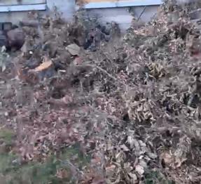 Garden Waste – Branches, Leaves, and Tree Trimmings