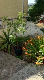 Young Tree in Pot – Healthy Growth