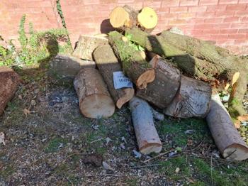 Free wood from cut down tree