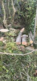 Free Firewood Logs and Garden Cuttings – Ready to Collect