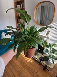 Free Peace Lily Plant